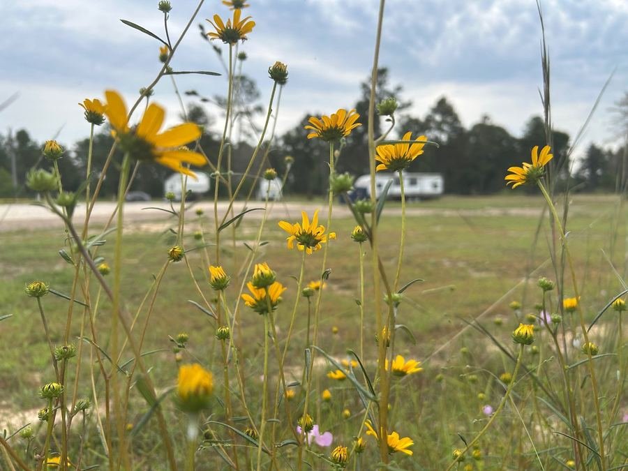 Wildflowers in the field beside the RV sites