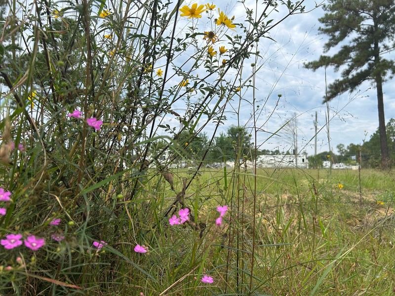 Wildflowers and RVs at Happy Days